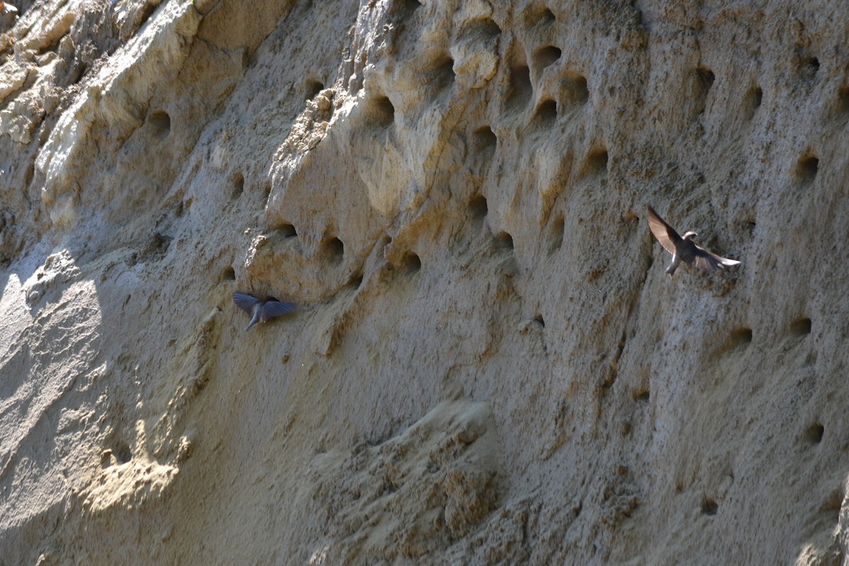 Bank Swallow - ML362710751