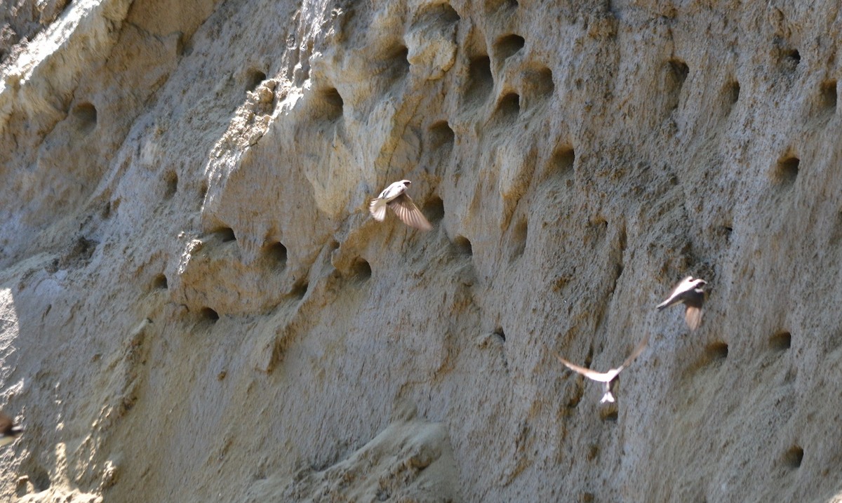 Bank Swallow - ML362710761