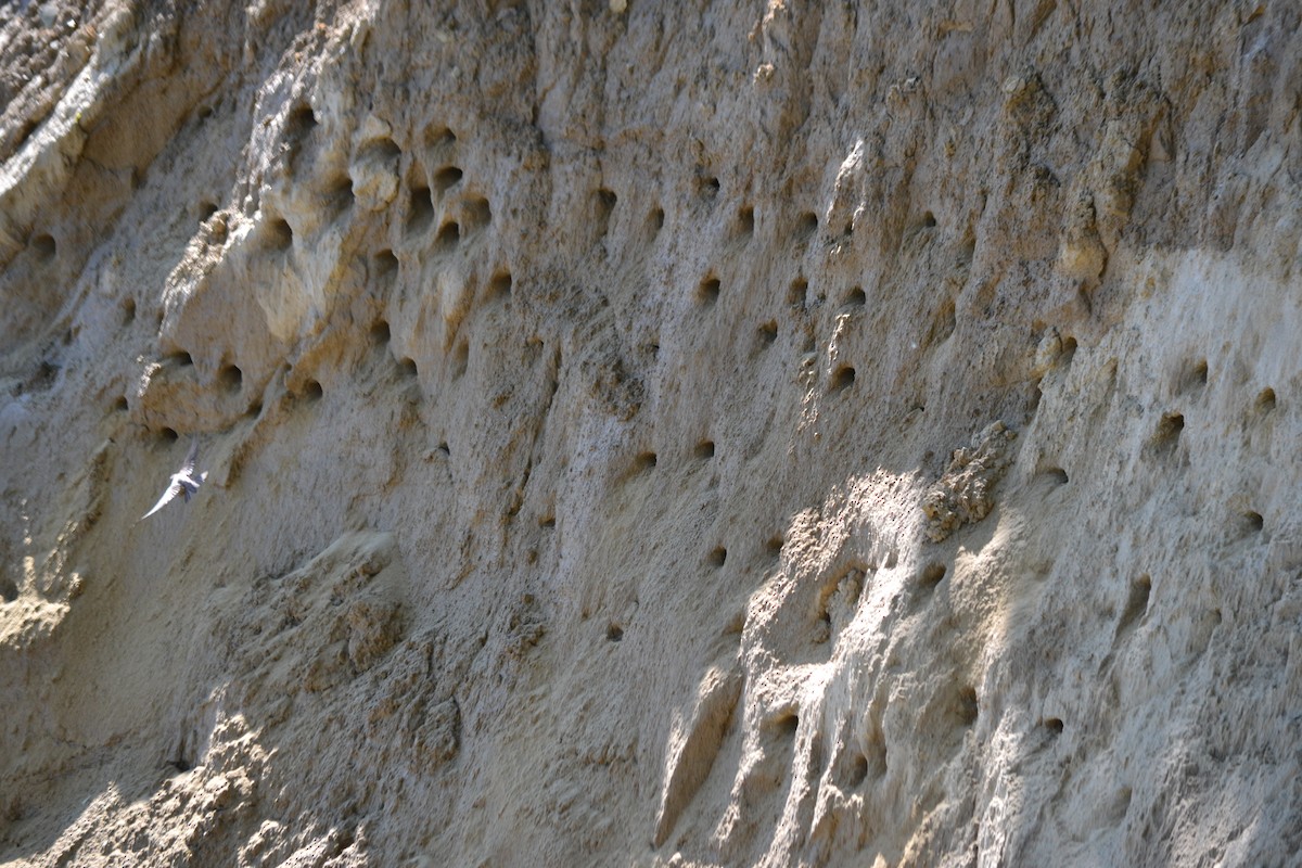 Hirondelle de rivage - ML362710811