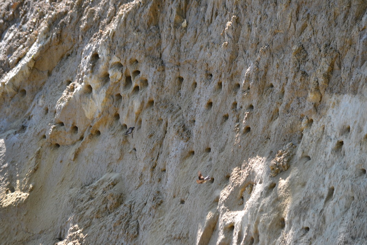 Hirondelle de rivage - ML362710821