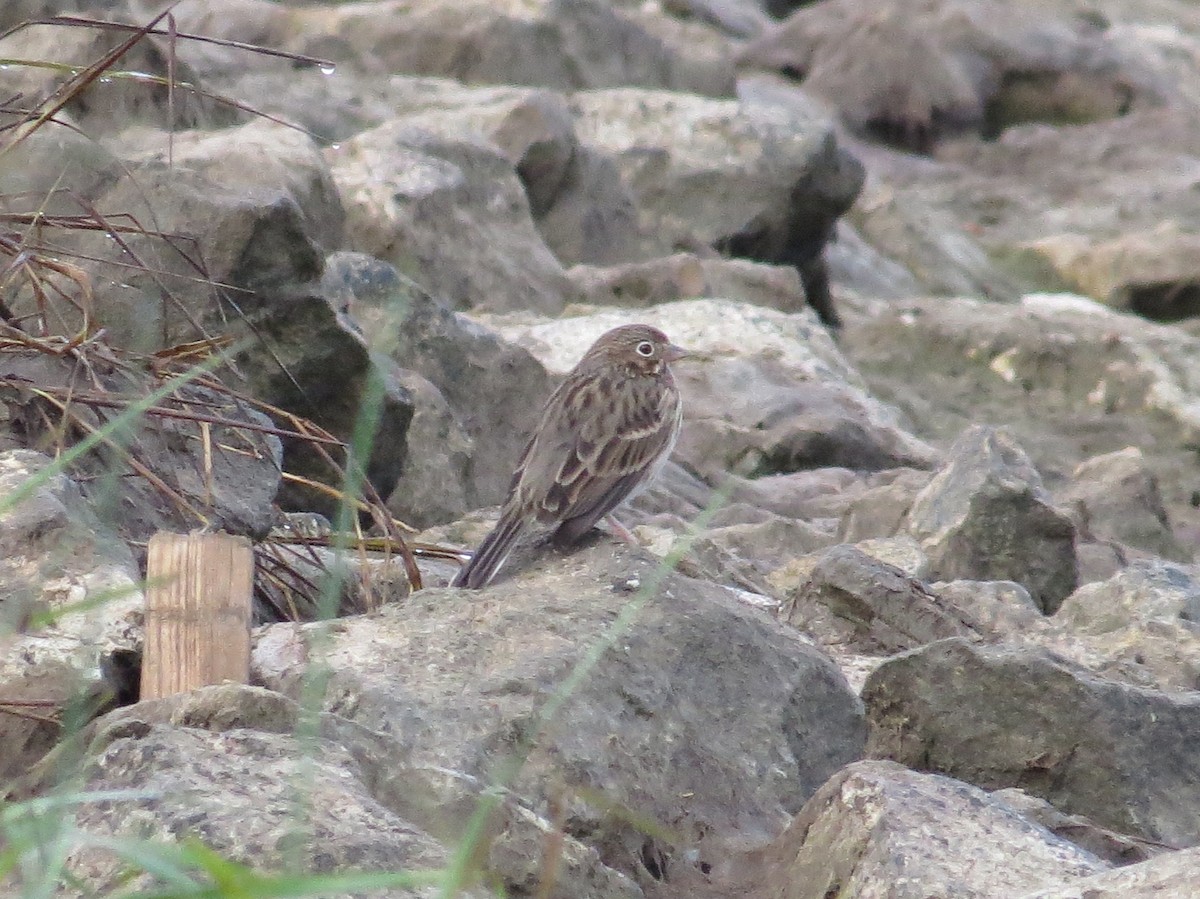 Vesper Sparrow - ML36271301