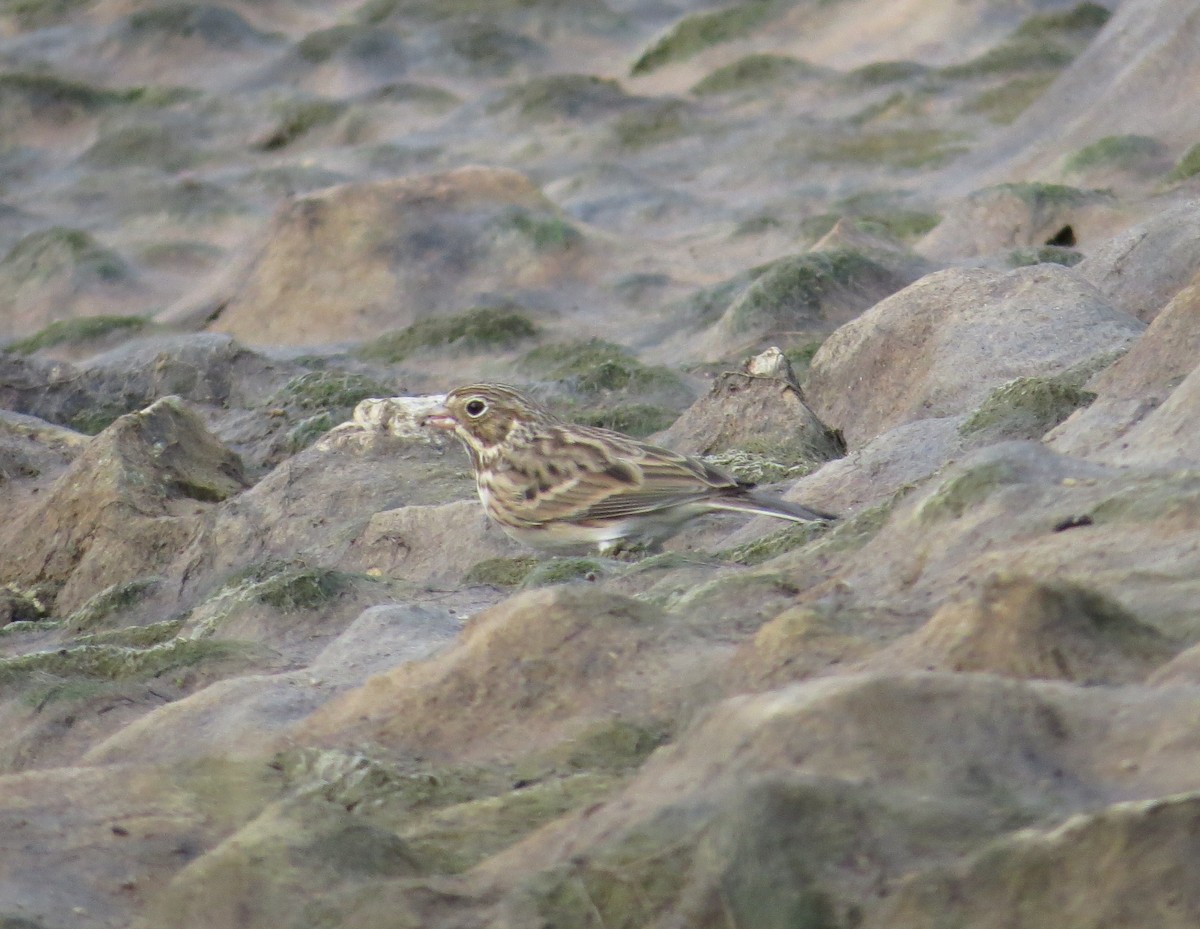 Vesper Sparrow - ML36271311