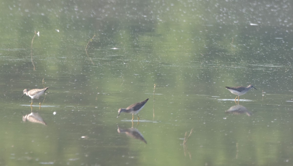 Lesser Yellowlegs - ML362713731