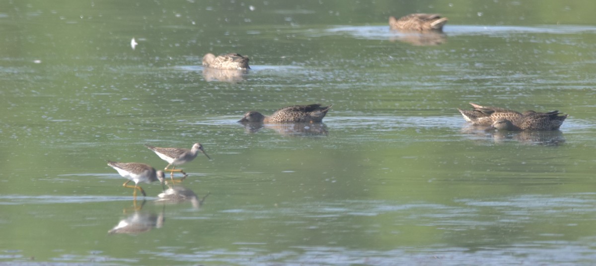 Lesser Yellowlegs - ML362713741