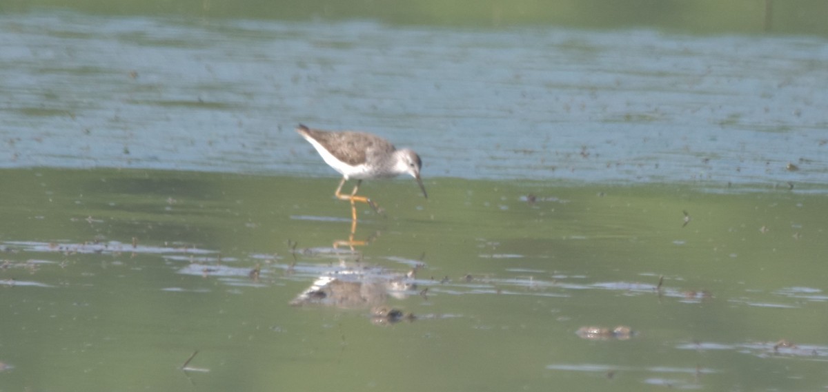 Lesser Yellowlegs - Gary Warner