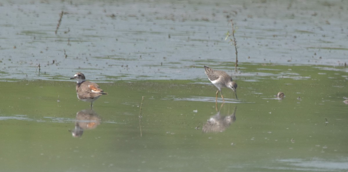 Lesser Yellowlegs - ML362713791