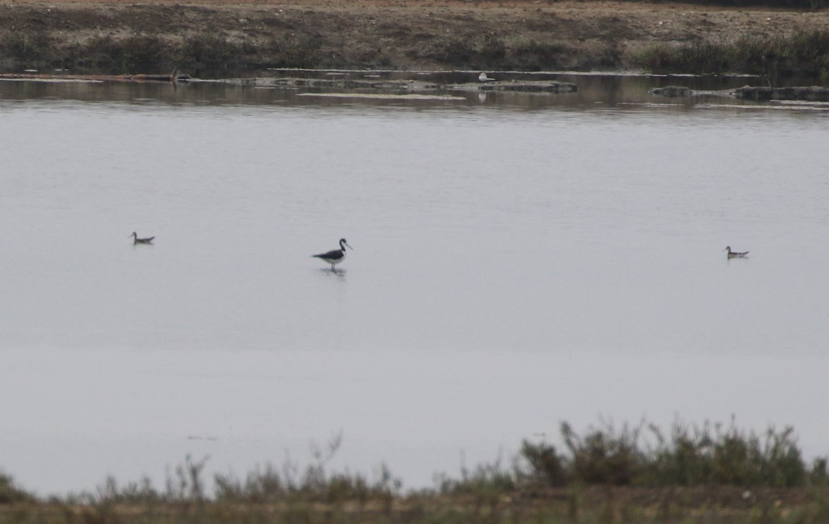 Wilson's Phalarope - ML362714361