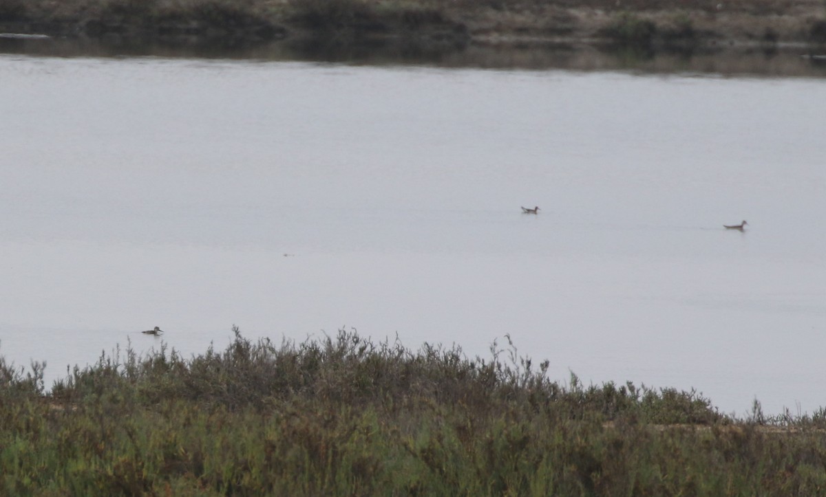 Wilson's Phalarope - ML362714381