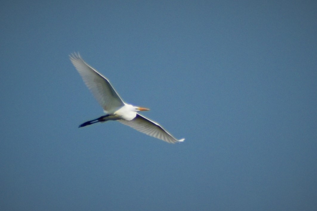 Great Egret - ML362715101