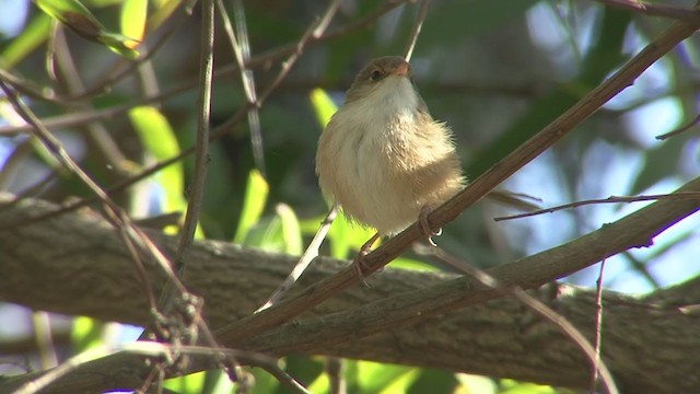 Red-backed Fairywren - ML362715551