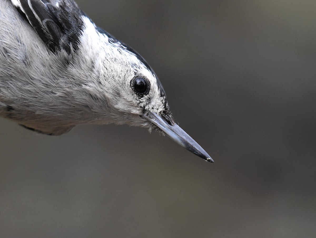 White-breasted Nuthatch (Interior West) - ML36271581