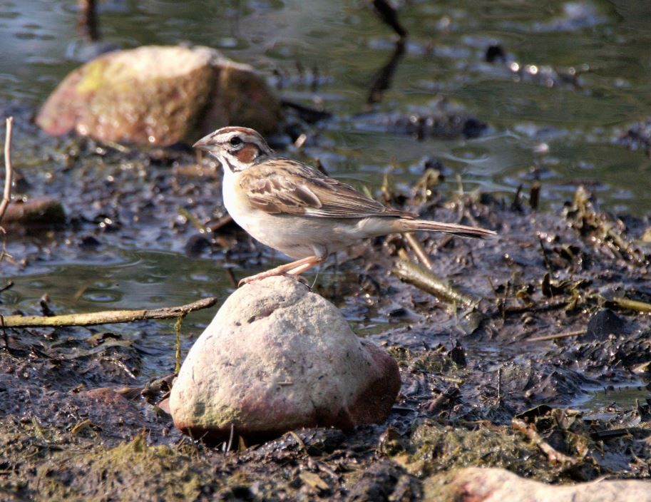 Lark Sparrow - ML362716571