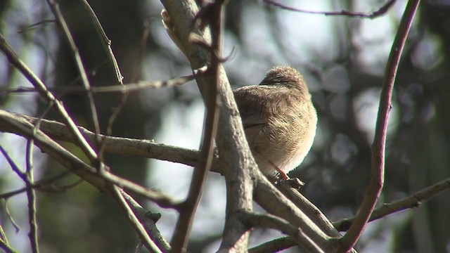 fairywren sp. - ML362717321