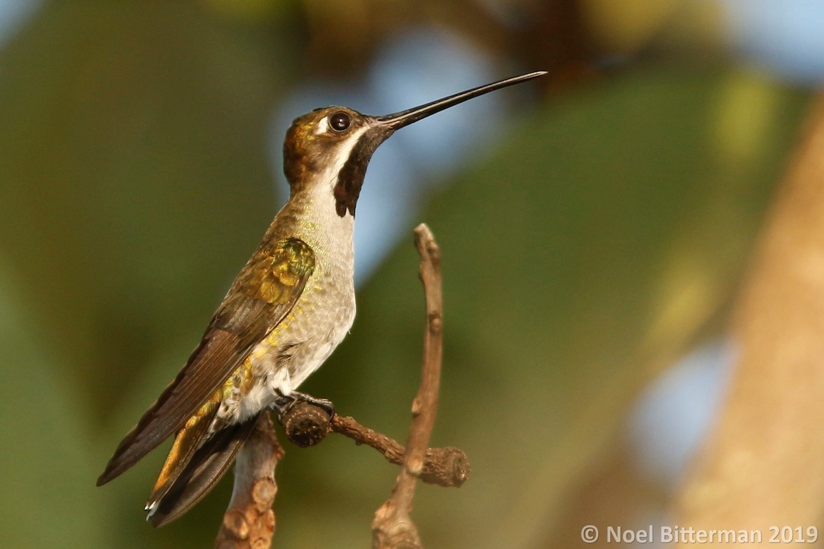 Long-billed Starthroat - ML362717651