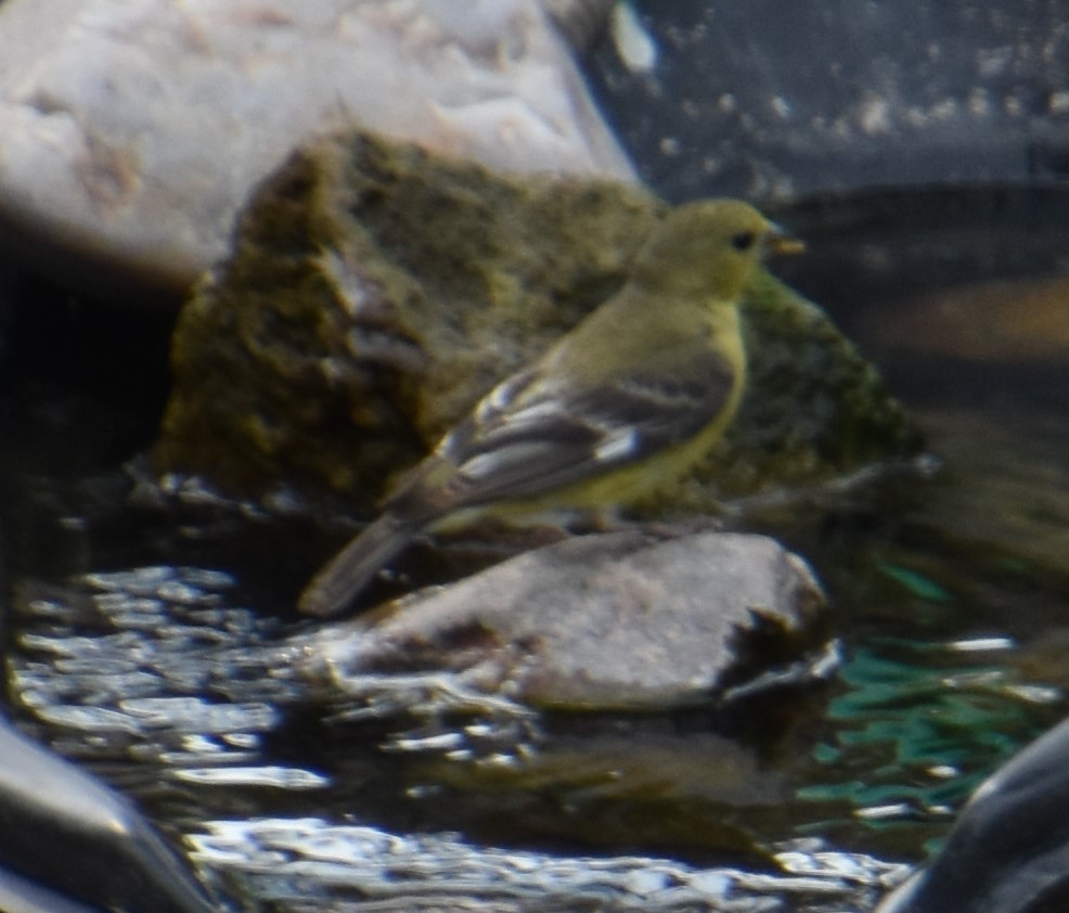 Lesser Goldfinch - ML362717751