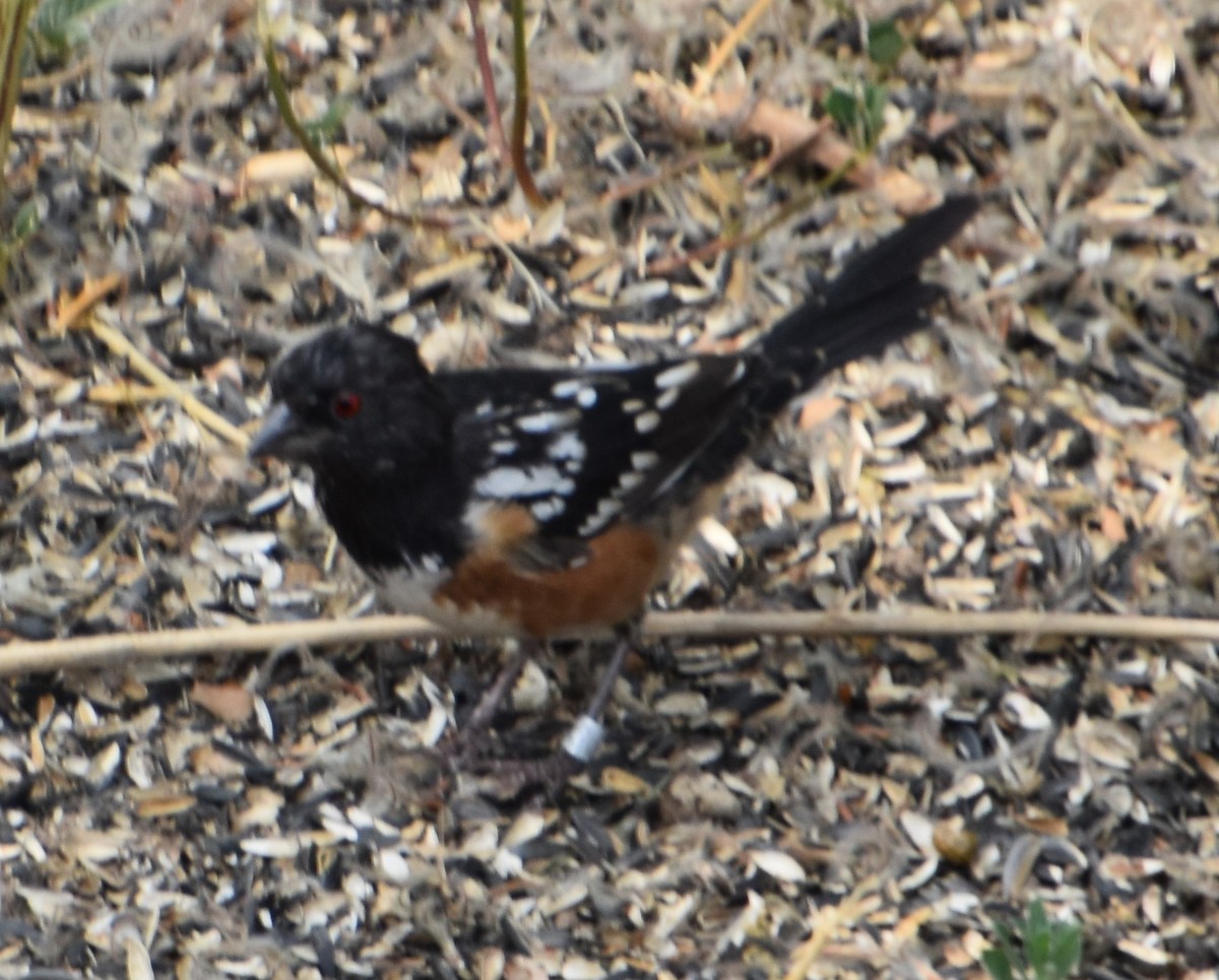 Spotted Towhee - ML362718141