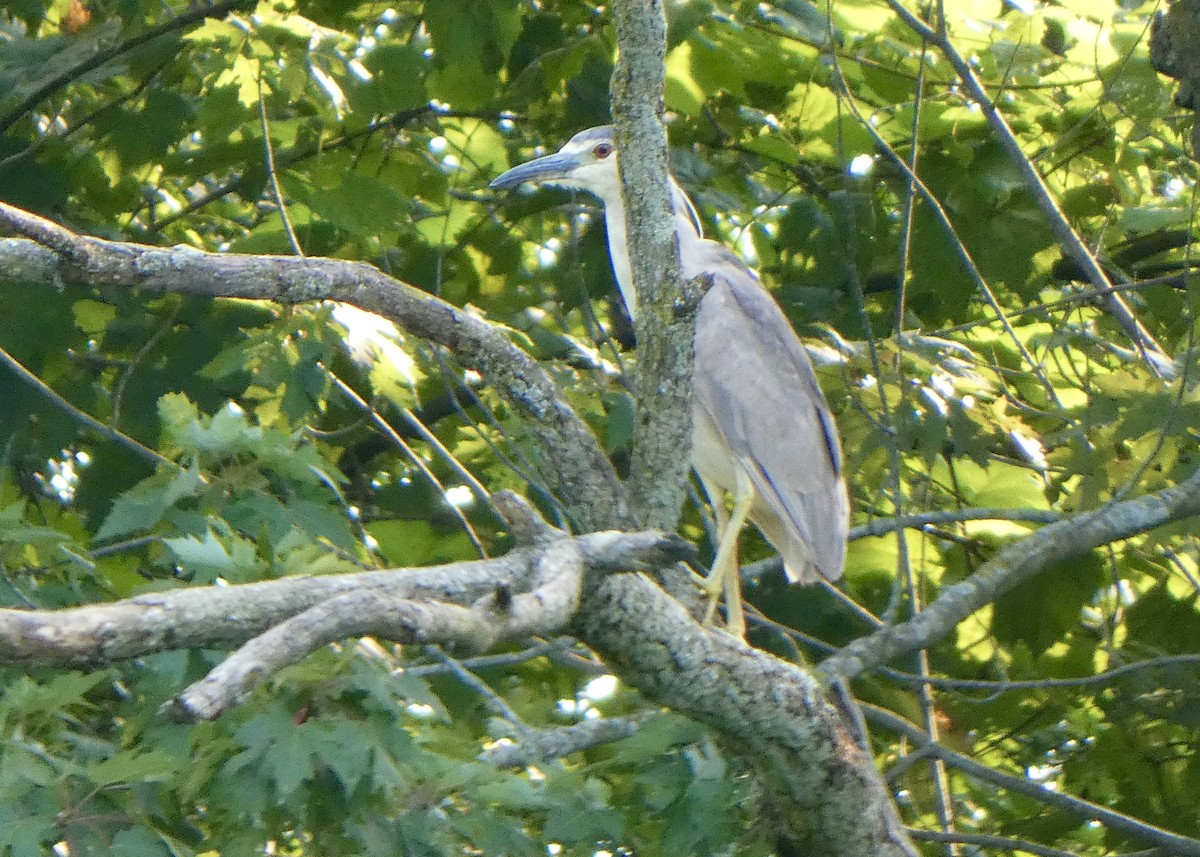 Black-crowned Night Heron - ML362718461