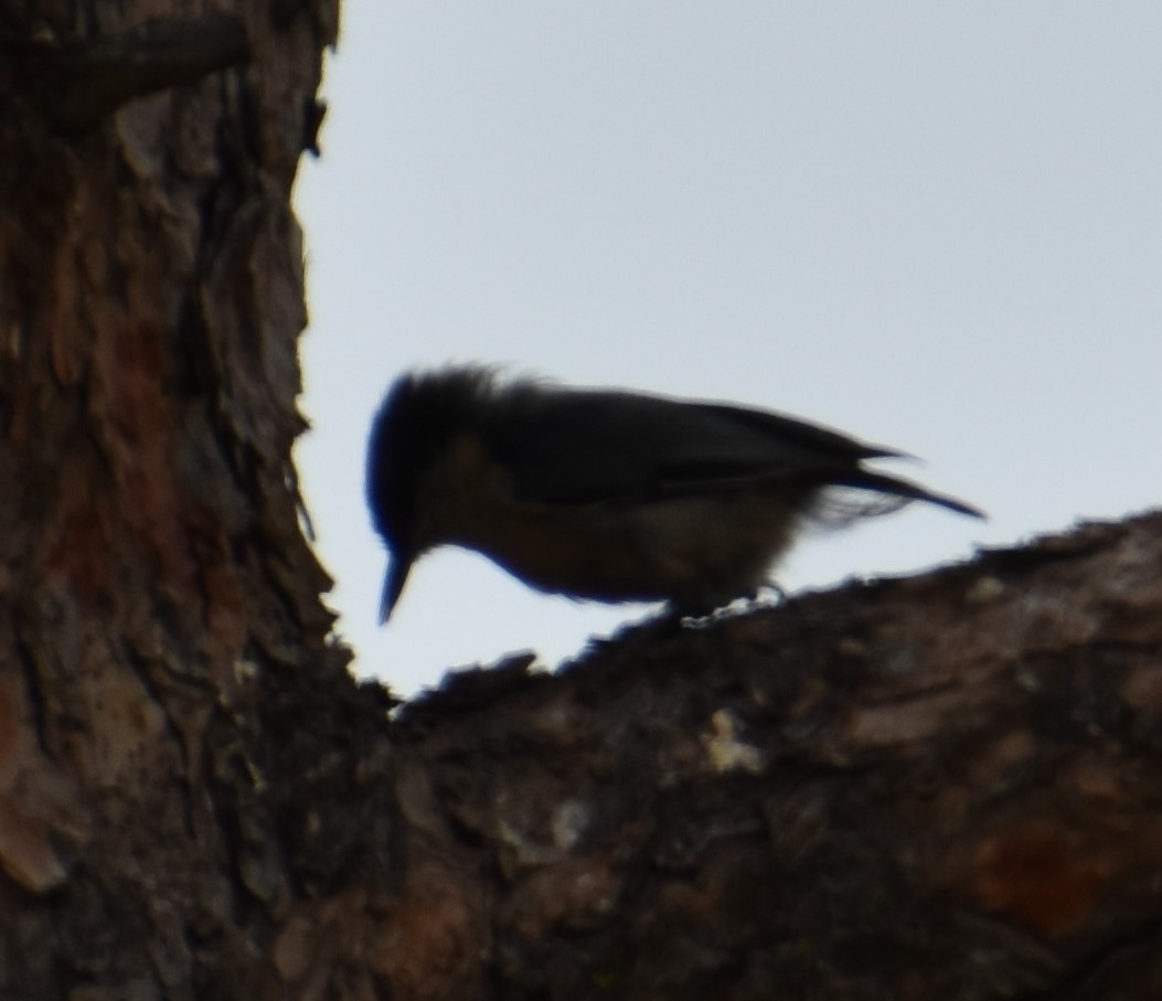 Pygmy Nuthatch - David Cunningham