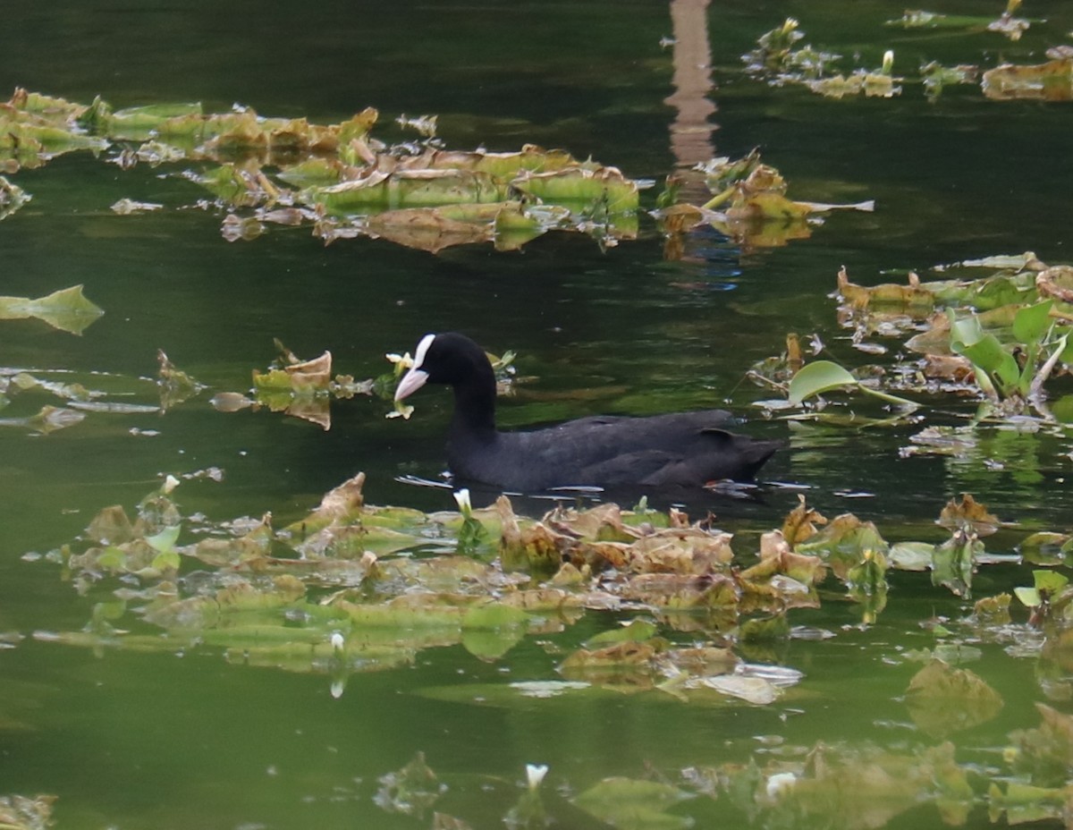 Eurasian Coot - ML362719161