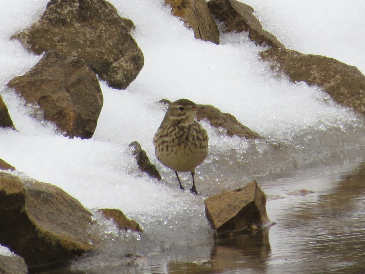 Pipit d'Amérique - ML36271921