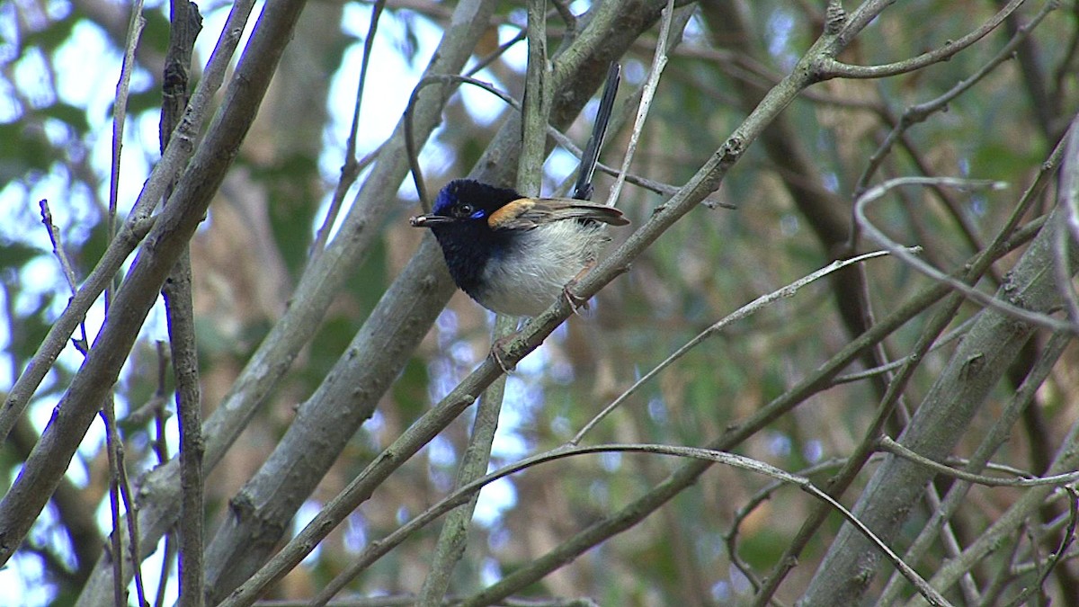 fairywren sp.