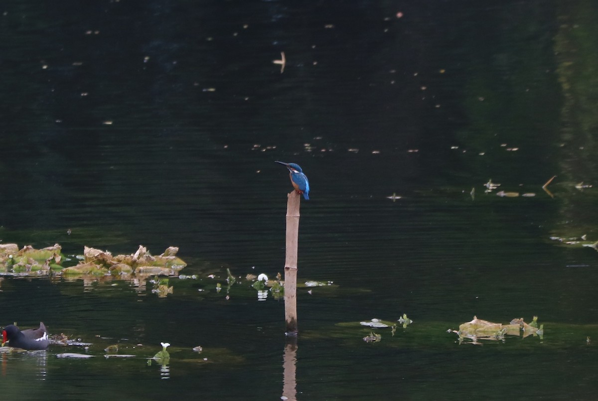 Common Kingfisher - ML362719511