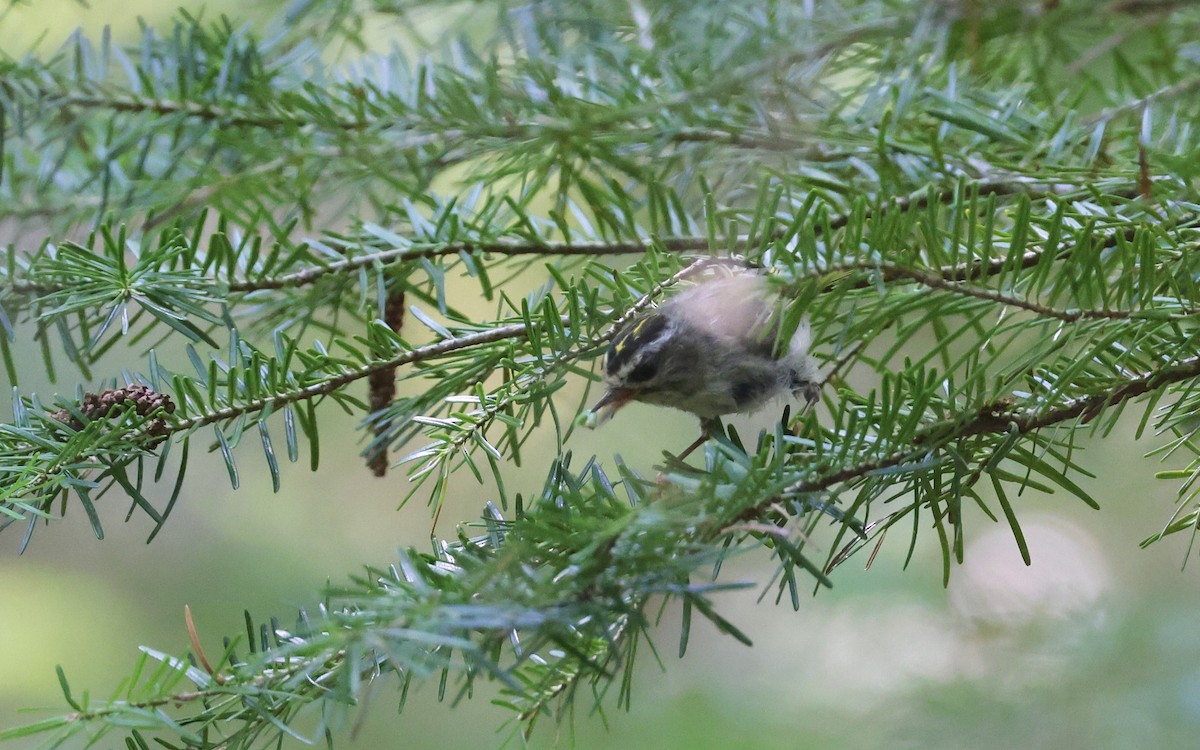 Golden-crowned Kinglet - Anne Bielamowicz