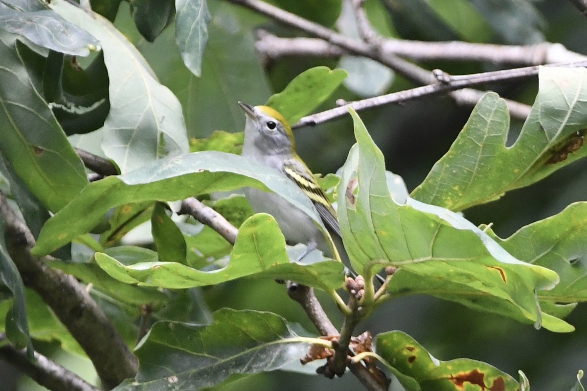 brunsideparula - ML362721381