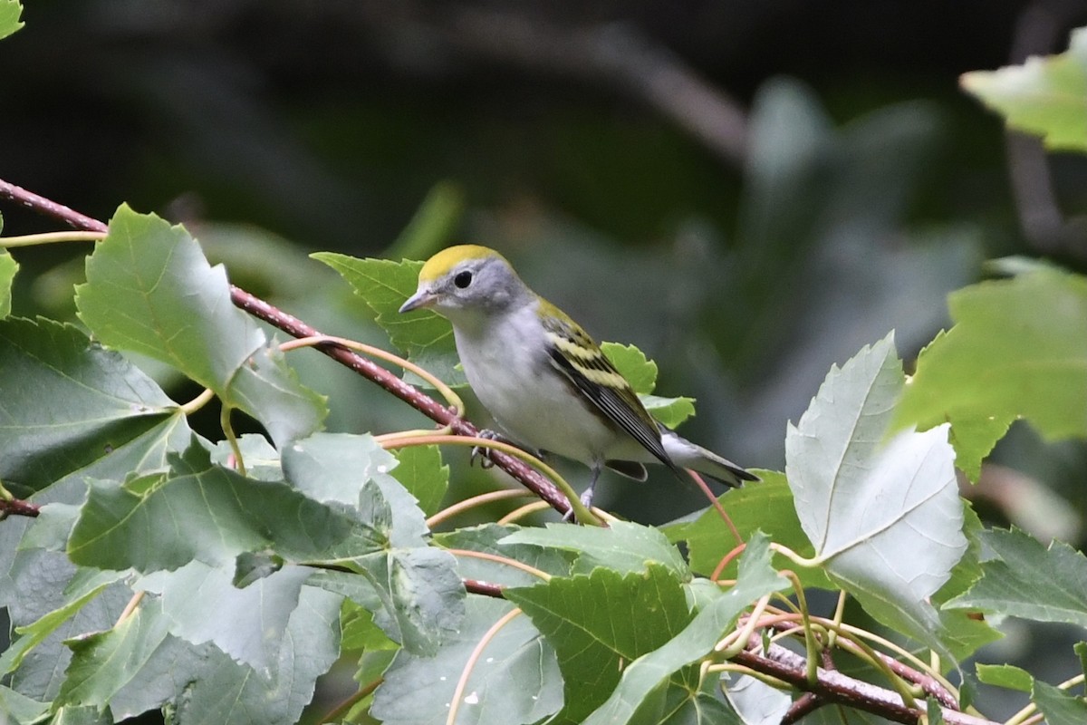 brunsideparula - ML362721391