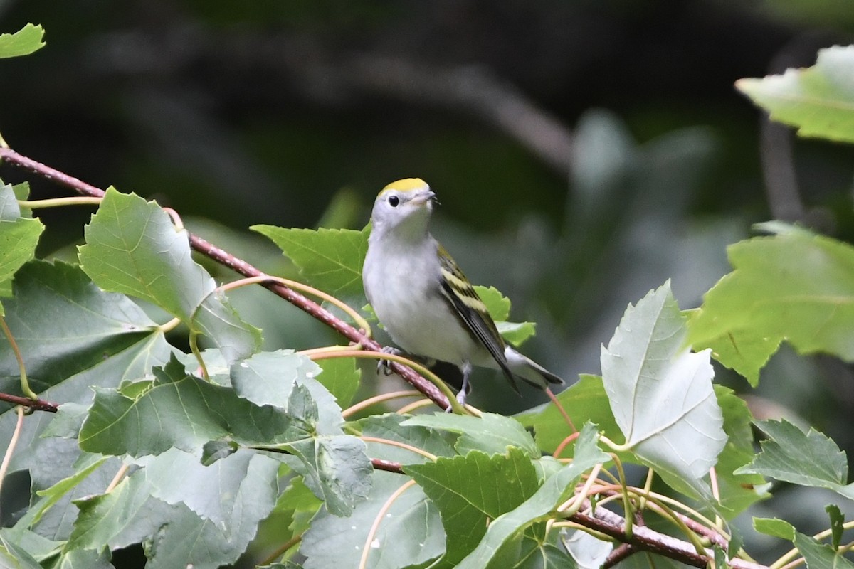brunsideparula - ML362721401