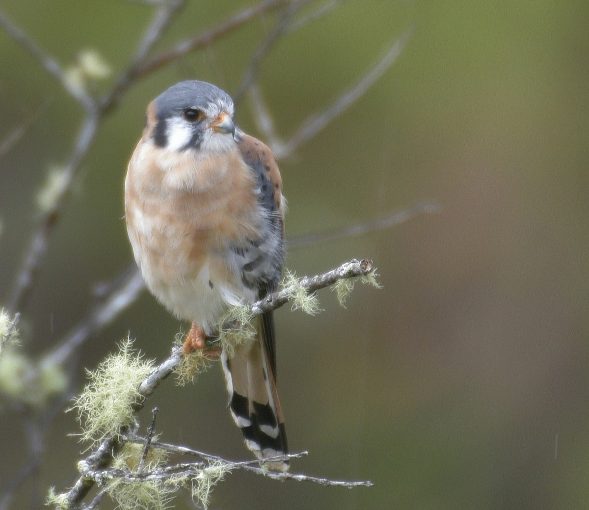 American Kestrel - Fernando Barrantes