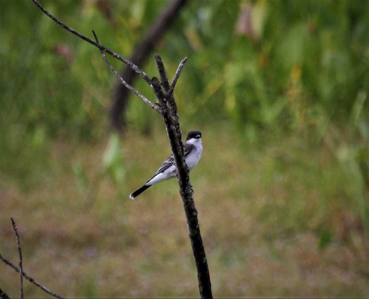 Eastern Kingbird - ML362725551