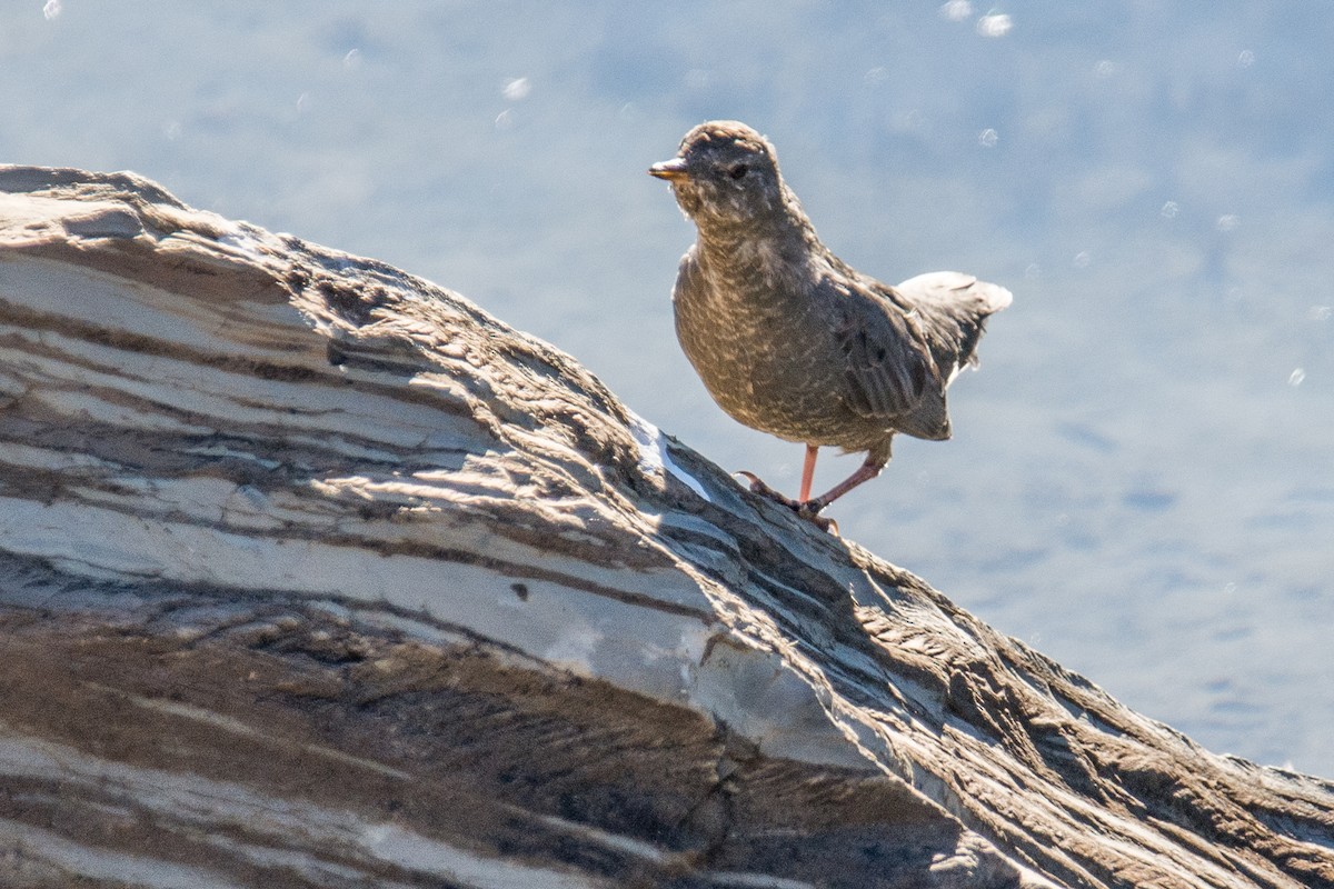 American Dipper - ML36272741