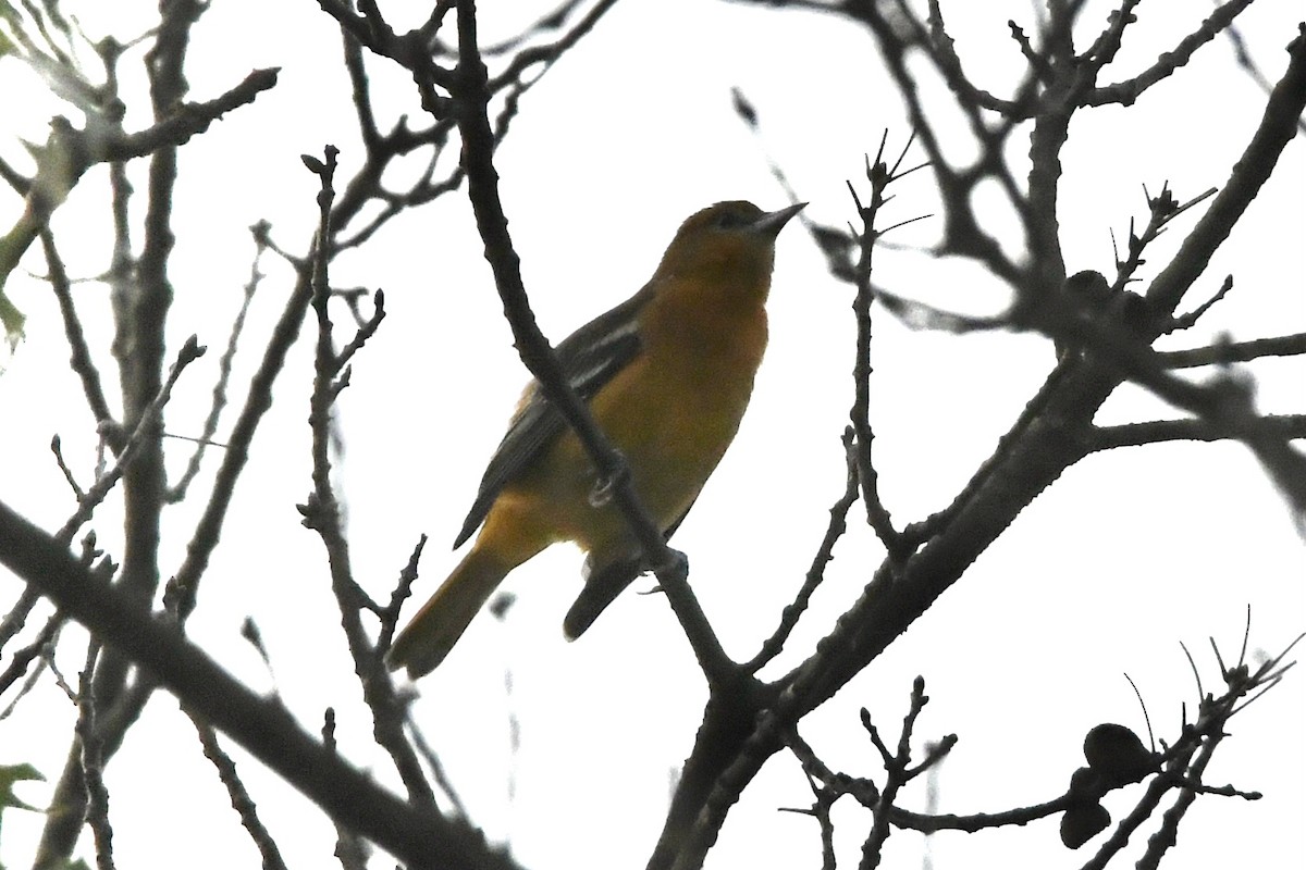 Baltimore Oriole - ML362727801