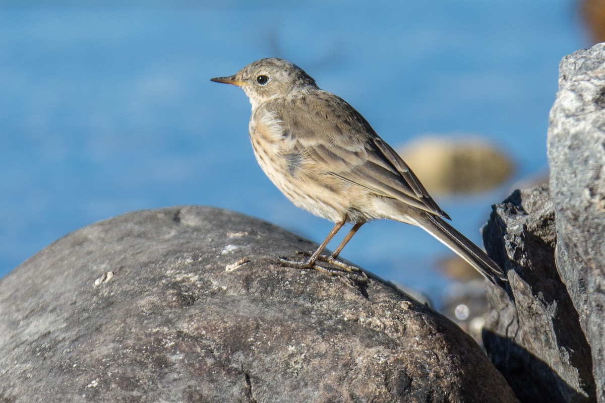 American Pipit - ML36272781