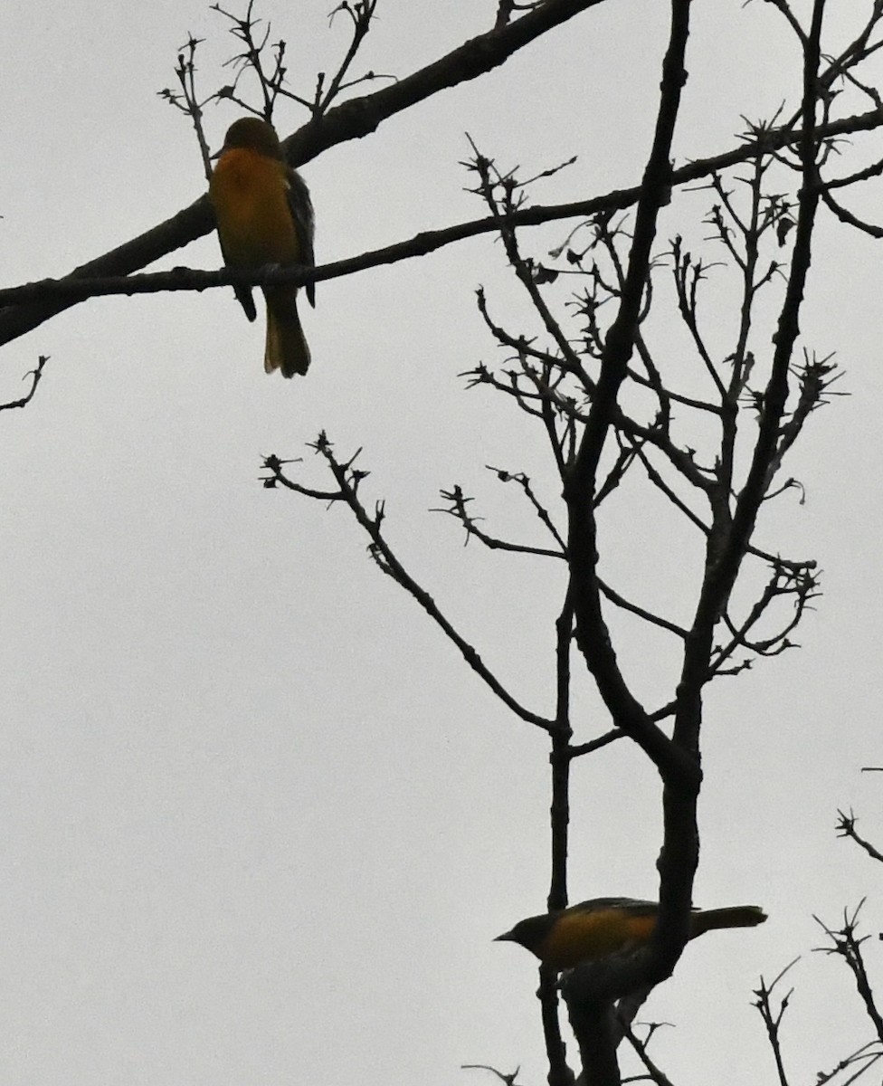 Baltimore Oriole - ML362727811