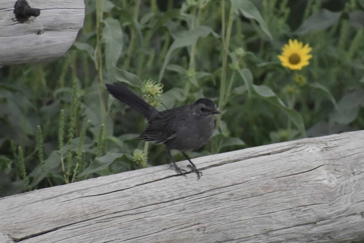 Gray Catbird - ML362727841