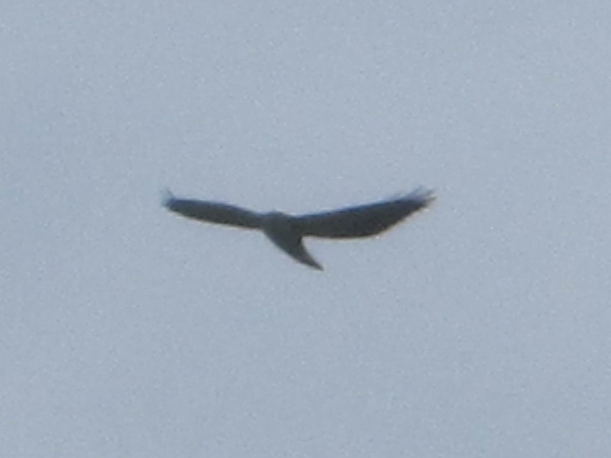Black-chested Buzzard-Eagle - ML362728801