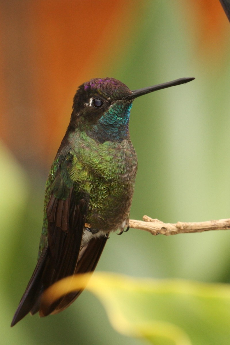 Talamanca Hummingbird - ML362729251