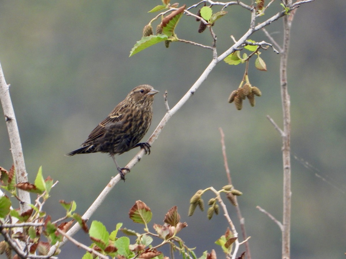 Red-winged Blackbird - ML362729361