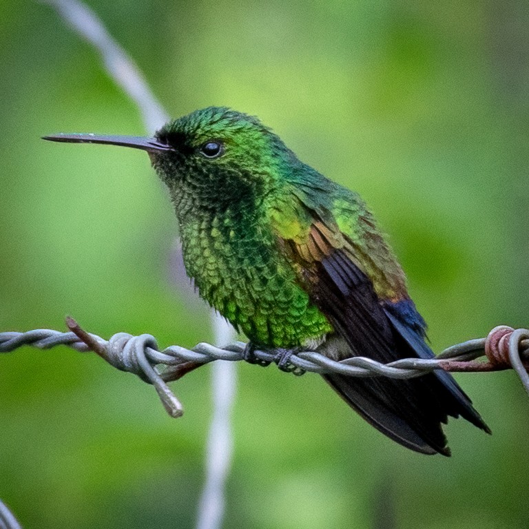 Blue-vented Hummingbird - ML362730771