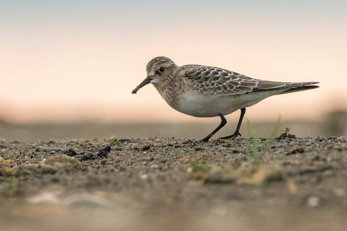 Baird's Sandpiper - ML362731861