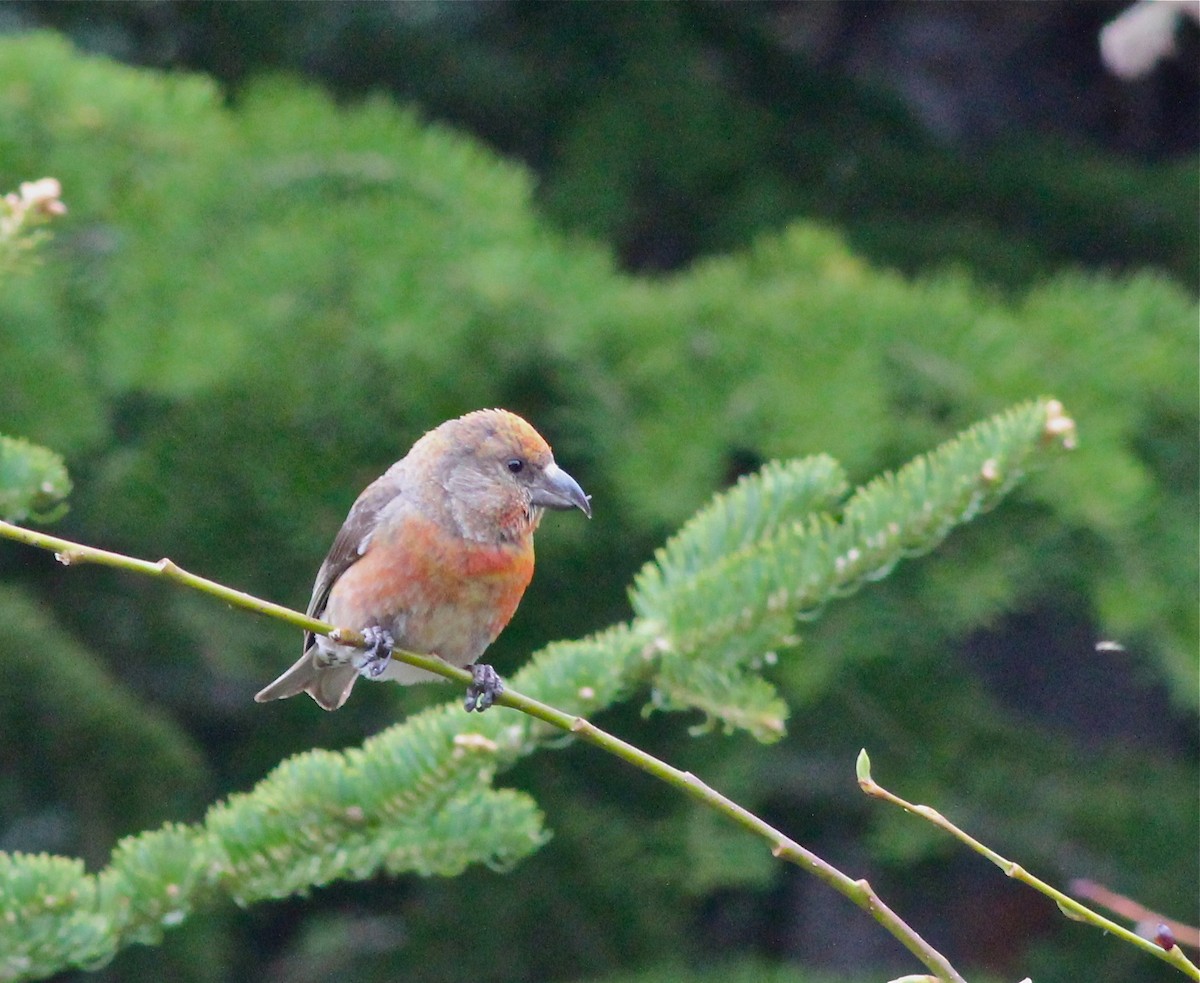 Cassia Crossbill - Shawn Billerman