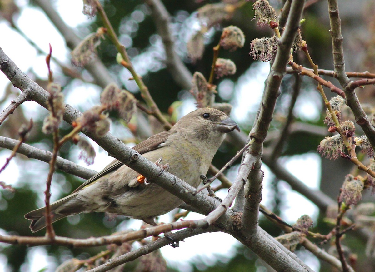 Cassia Crossbill - Shawn Billerman