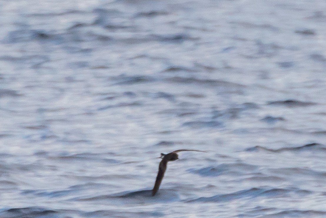 Leach's Storm-Petrel - ML362737171