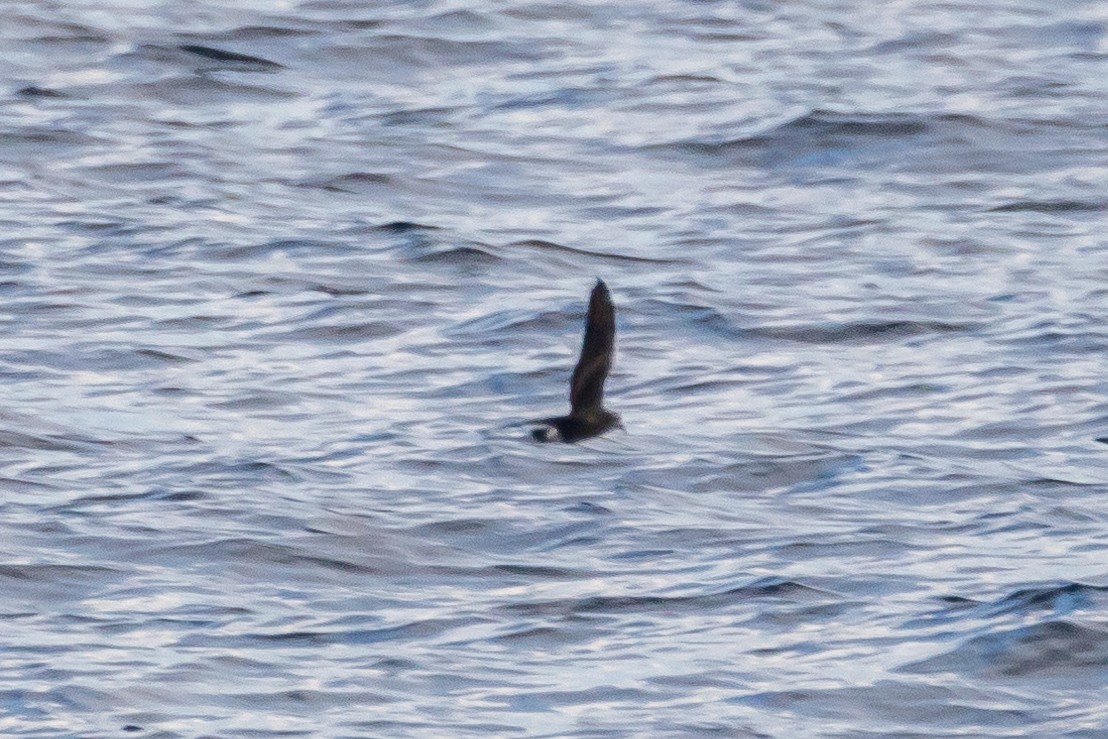 Leach's Storm-Petrel - Jesse Huth