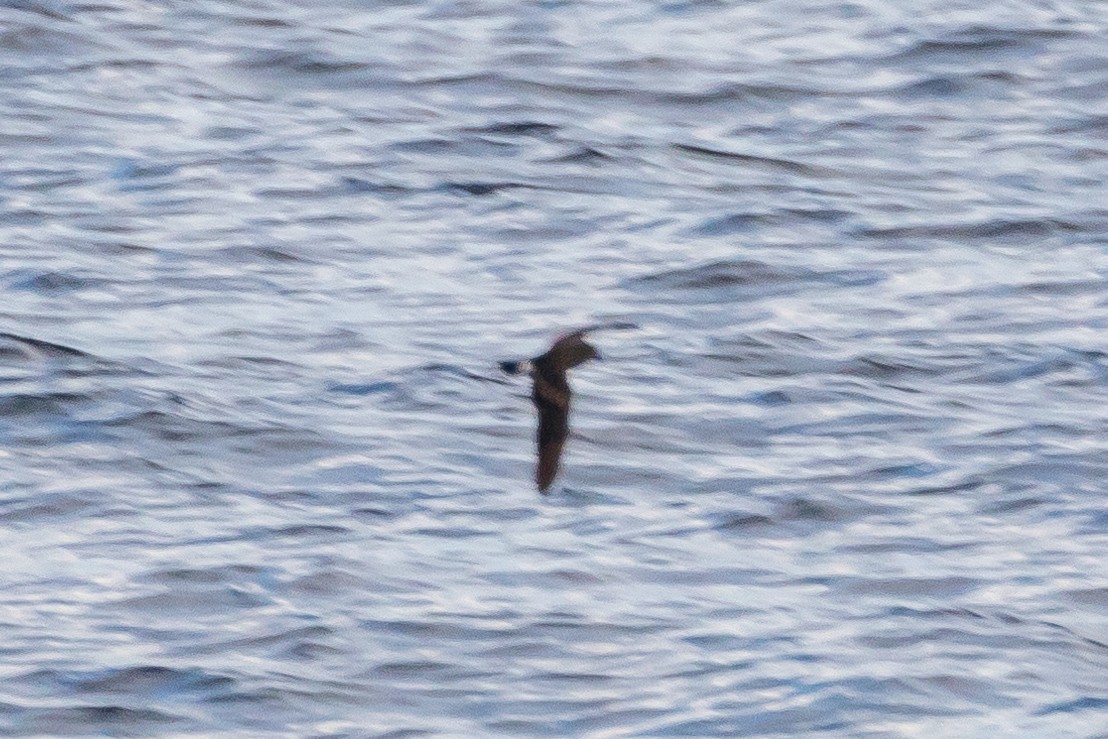 Leach's Storm-Petrel - Jesse Huth