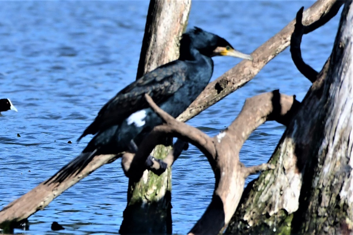 Great Cormorant (Australasian) - ML362738381