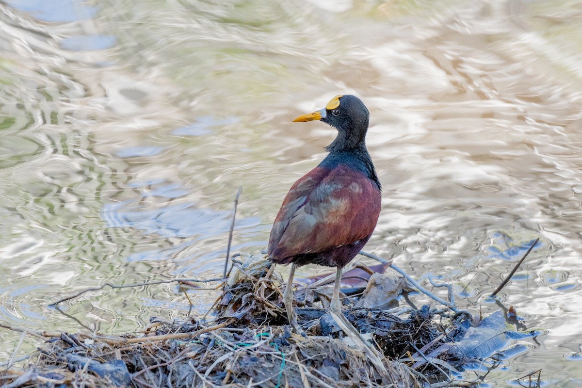 Northern Jacana - Bob Bowhay