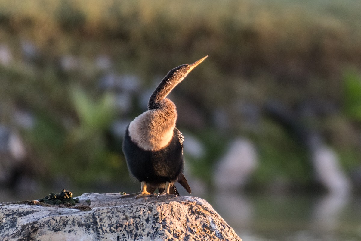 Anhinga - Bob Bowhay